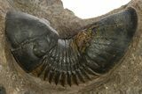 Paralejurus Trilobite Fossil - Lghaft, Morocco #331923-3